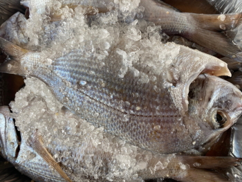 Smoked-Porgy