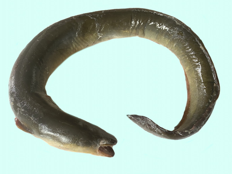 eel pics