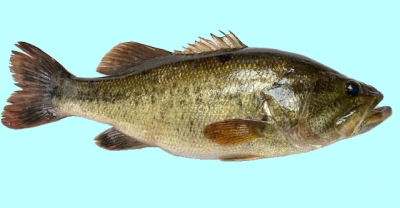 Largemouth Bass