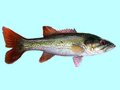 http://www.allfishingbuy.com/Fish-Species/Bass-Redeye.jpg