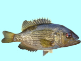 Roanoke Bass Fishing