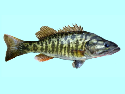 All Fishing Buy, Spotted Bass Fish Identification, Habitats, Fishing  methods, characteristics