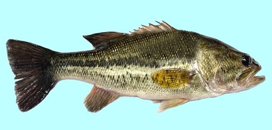 black bass (smallmouth, largemouth and spotted bass)