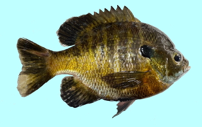 Bluegill Sunfish Fishing