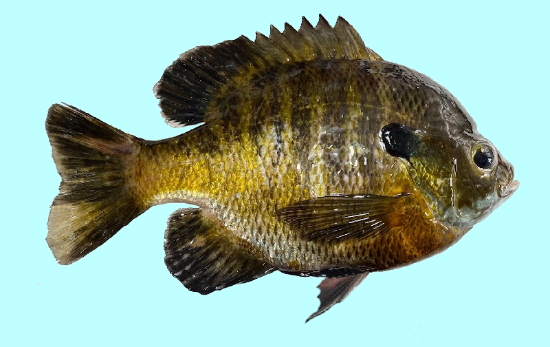 Bluegill fish identification, Bluegill habitats, Bluegill characteristics