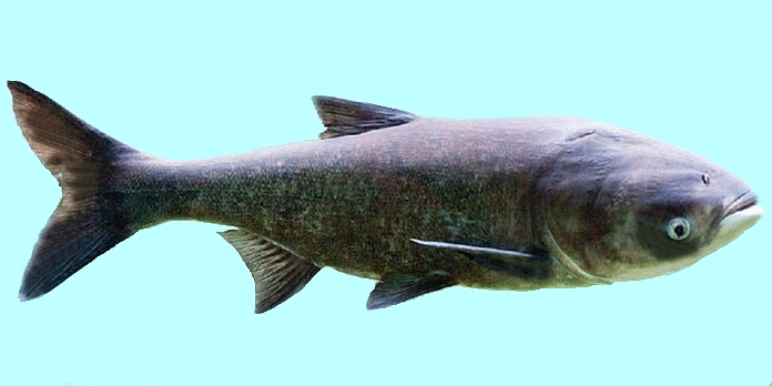 All Fishing Buy, All about Bighead carp, fish characteristics