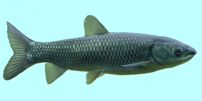 Black Carp Fishing