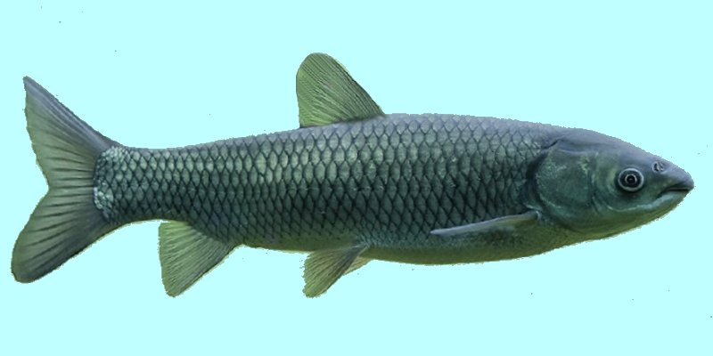 http://www.allfishingbuy.com/Fish-Species/Carp-Black_lg.jpg