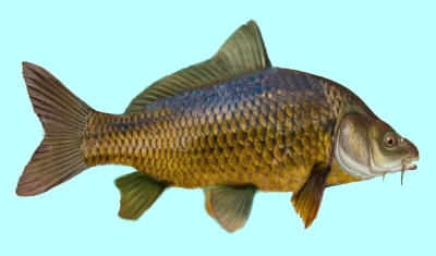 Carp Fish