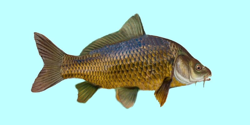 The Common carp or European common carp fish. The Common carp or European