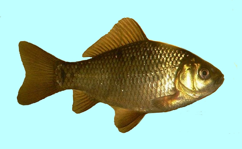 common carp fishing. Common Carp and Goldfish,