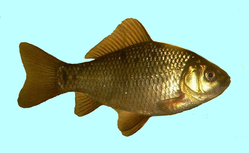 All Fishing Buy, All about Crucian carp, fish characteristics