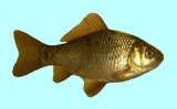 Crucian Carp Fishing