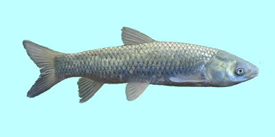 Grass Carp Fishing