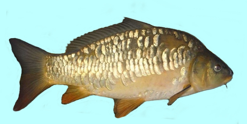 All Fishing Buy, Mirror carp identification, Habitats, Fishing