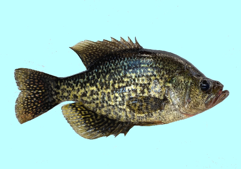 All Fishing Buy, All about Black Crappie fish, Habitats, Fishing