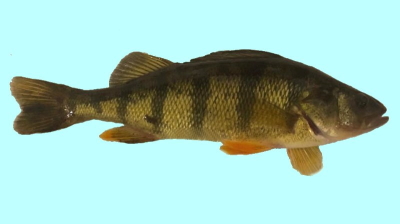 Yellow Perch