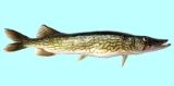 Chain Pickerel Fishing