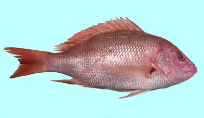 The Red Snapper Fishing