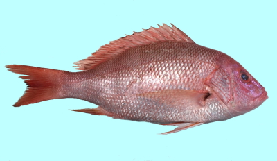 Red Snapper