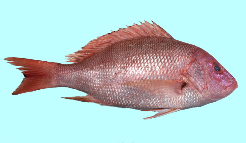 http://www.allfishingbuy.com/Fish-Species/Red-Snapper_lg.jpg
