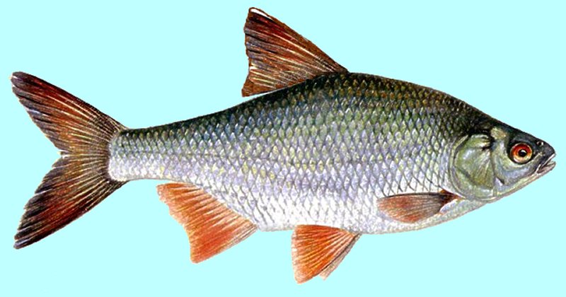 What Is A Fish, All About Fish