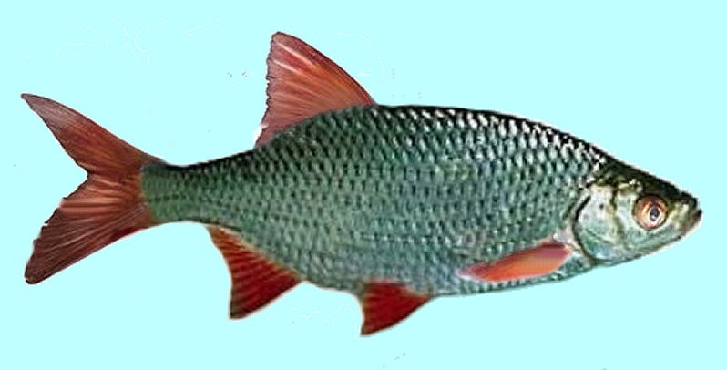 All Fishing Buy, Rudd fish identification, Habitats, Fishing methods, Orfe  fish characteristics, Красноперка