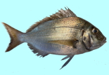 Scup Porgy