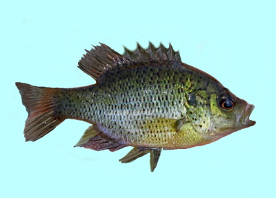 All Fishing Buy, All about Spotted Sunfish, Habitats, Fishing