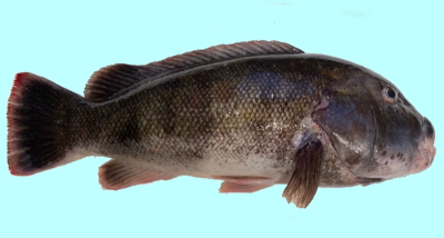 The Tautog Blackfish Fishing