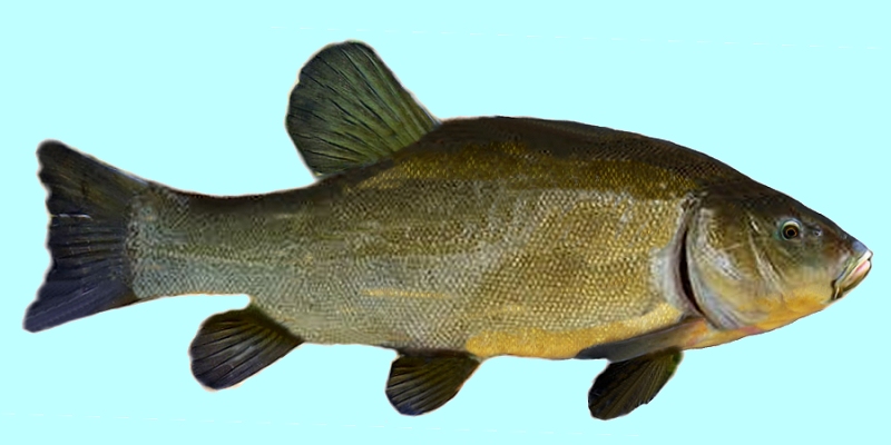 All Fishing Buy, Tench fish identification, Habitats, Fishing