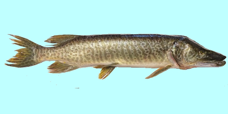 http://www.allfishingbuy.com/Fish-Species/Tiger-Muskie_lg.jpg