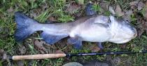 Jamie L. P., Salem, Arkansas - Blue Catfish on Tenkara Wakata