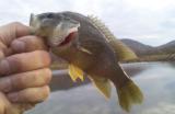 Randy K., Warm Springs, VA - Green-Sunfish