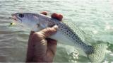 Randy K., Warm Springs, VA - Seatrout Wakata 13'