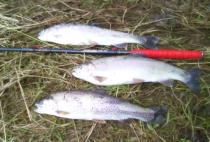 Randy K, Warm Springs, VA - Trout on A1-53-2