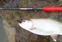 Randy K, Warm Springs, VA - Trout on A1-53-2