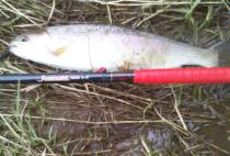 Randy K, Warm Springs, VA - Trout on A1-53-2