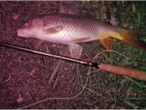 Randy K., Warm Springs, VA - Randy Tenkara Universal Rod Unagi Carp