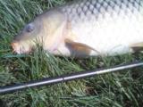 Randy K., Warm Springs, VA - Randy Tenkara Universal Rod Unagi Carp