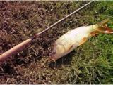 Randy K., Warm Springs, VA - Randy Tenkara Universal Rod Unagi Carp