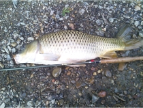 Randy K., Warm Springs, VA - Randy Tenkara Universal Rod Unagi Carp