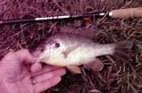 Randy K., Warm Springs, VA - Bluegill WAKATA 13'