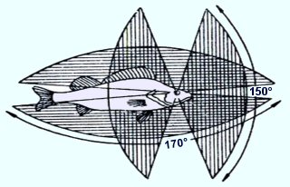 The angle of view of fish