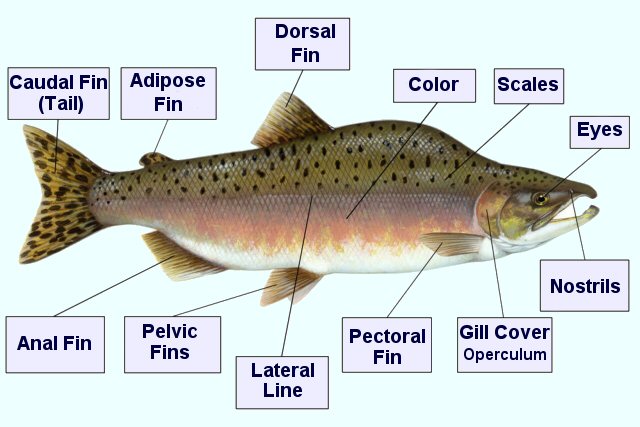 Fish species, Freshwater fish, saltwater fish