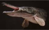 Interesting Fish Facts Alligator-Gar