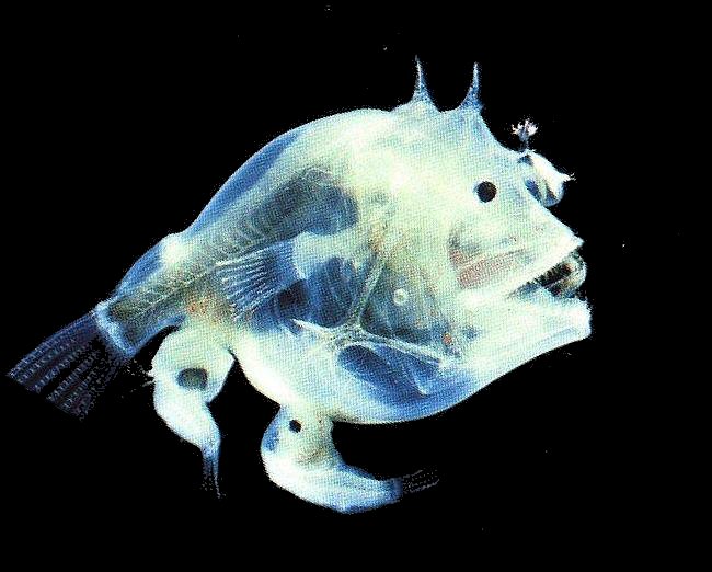 半透明の深海魚