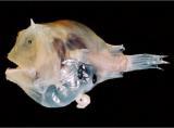 Interesting Fish Facts Angler fish