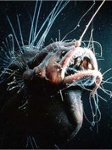 Interesting Fish Facts Angler fish