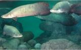 Interesting Fish Facts Arapaima